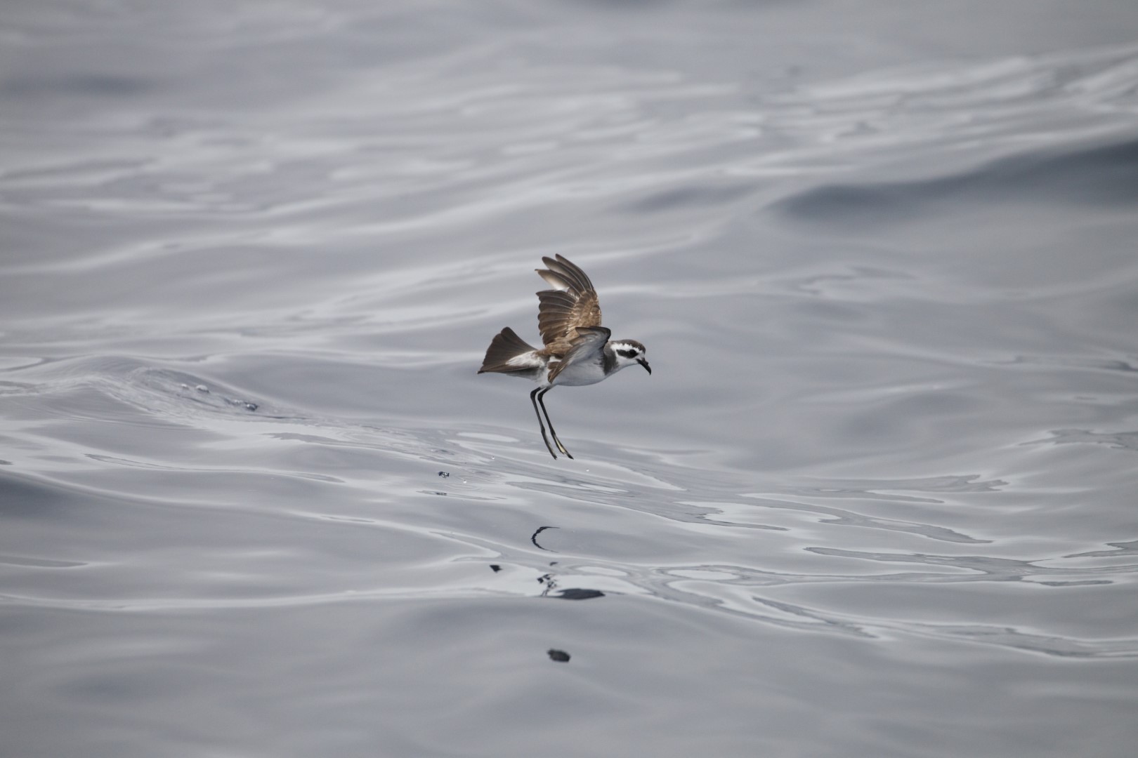 European Storm Petrel