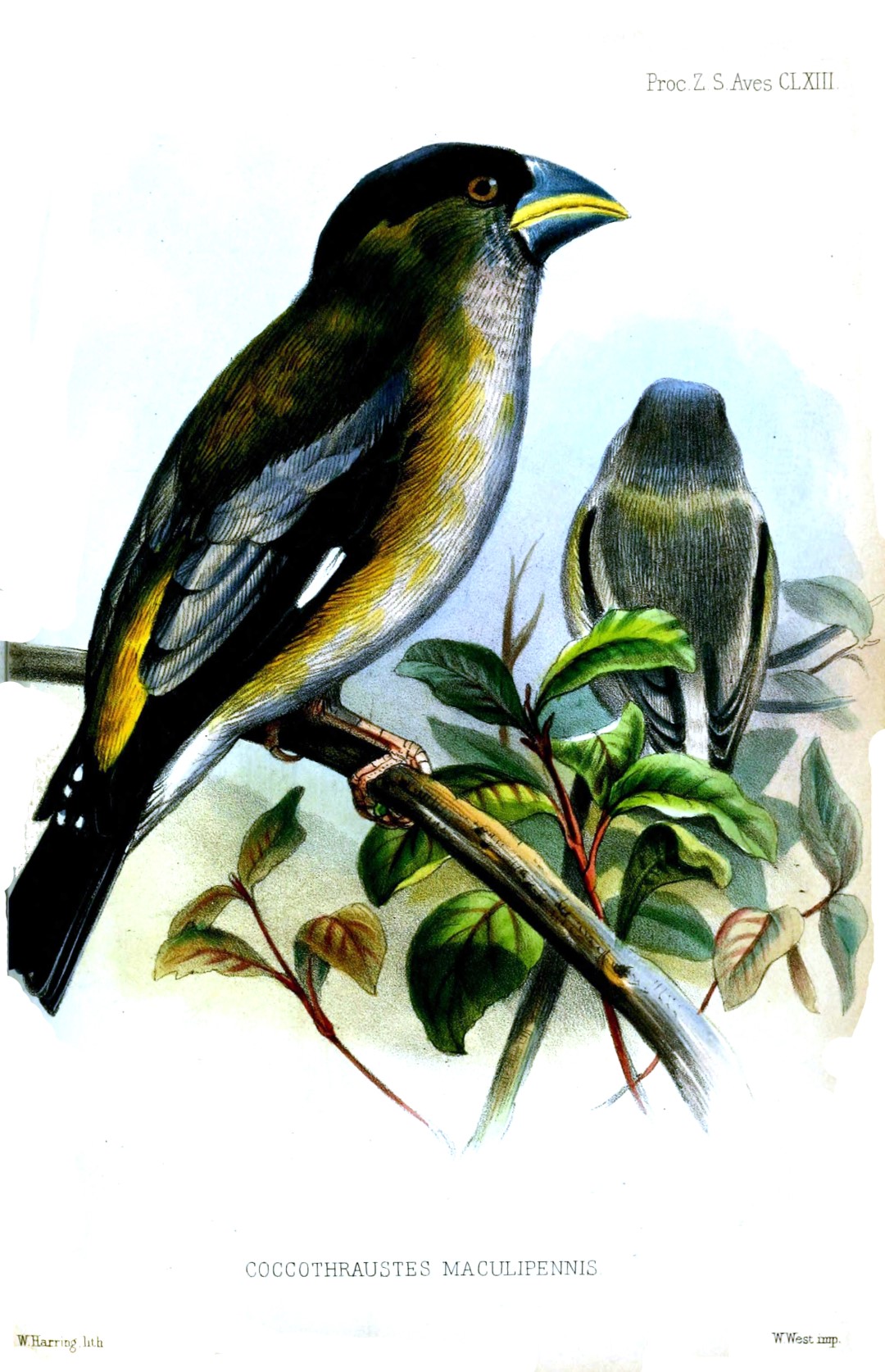 Evening Grosbeak