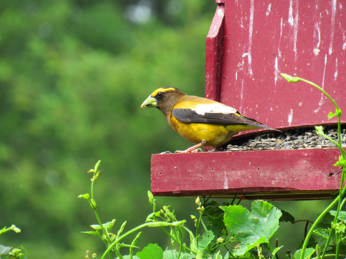 Evening Grosbeak