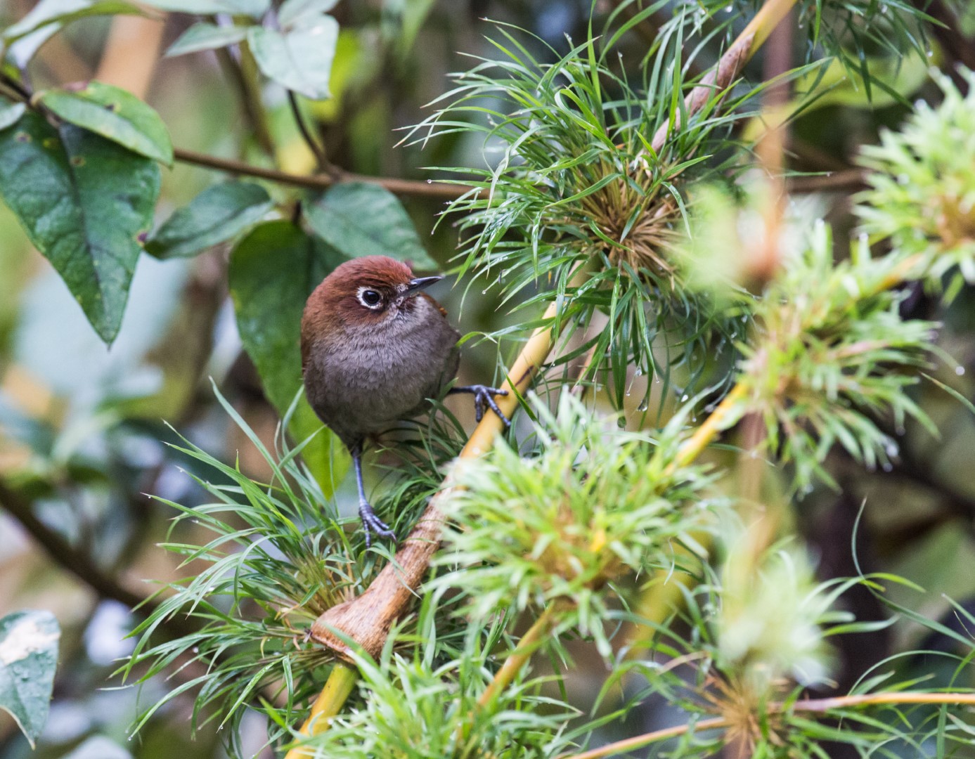 Eye-ringed Thistletail