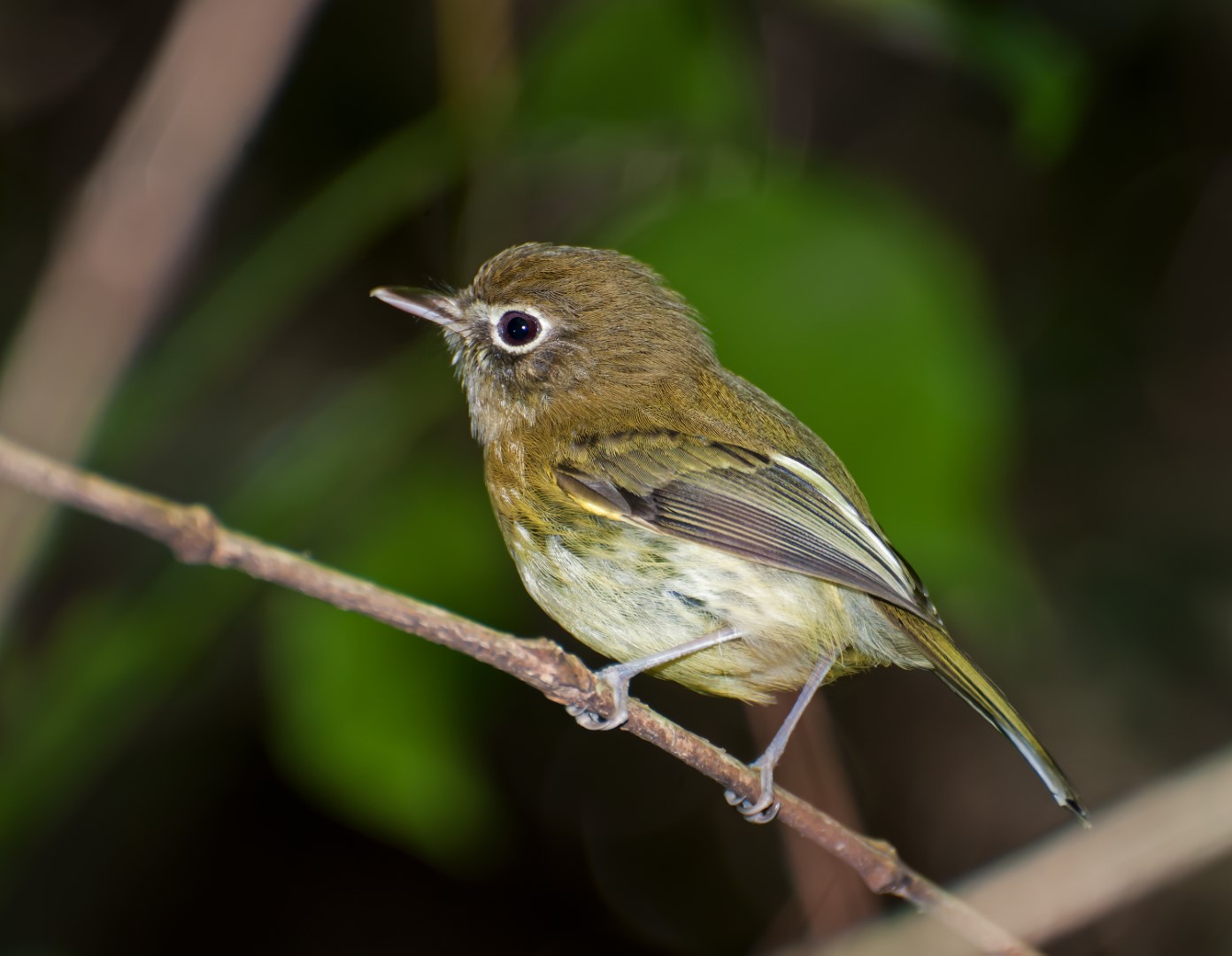 Eye-ringed Tody-Tyrant