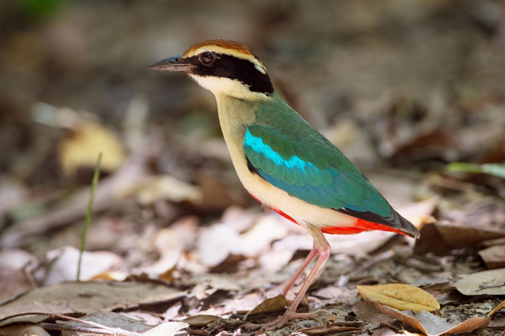 Fairy Pitta