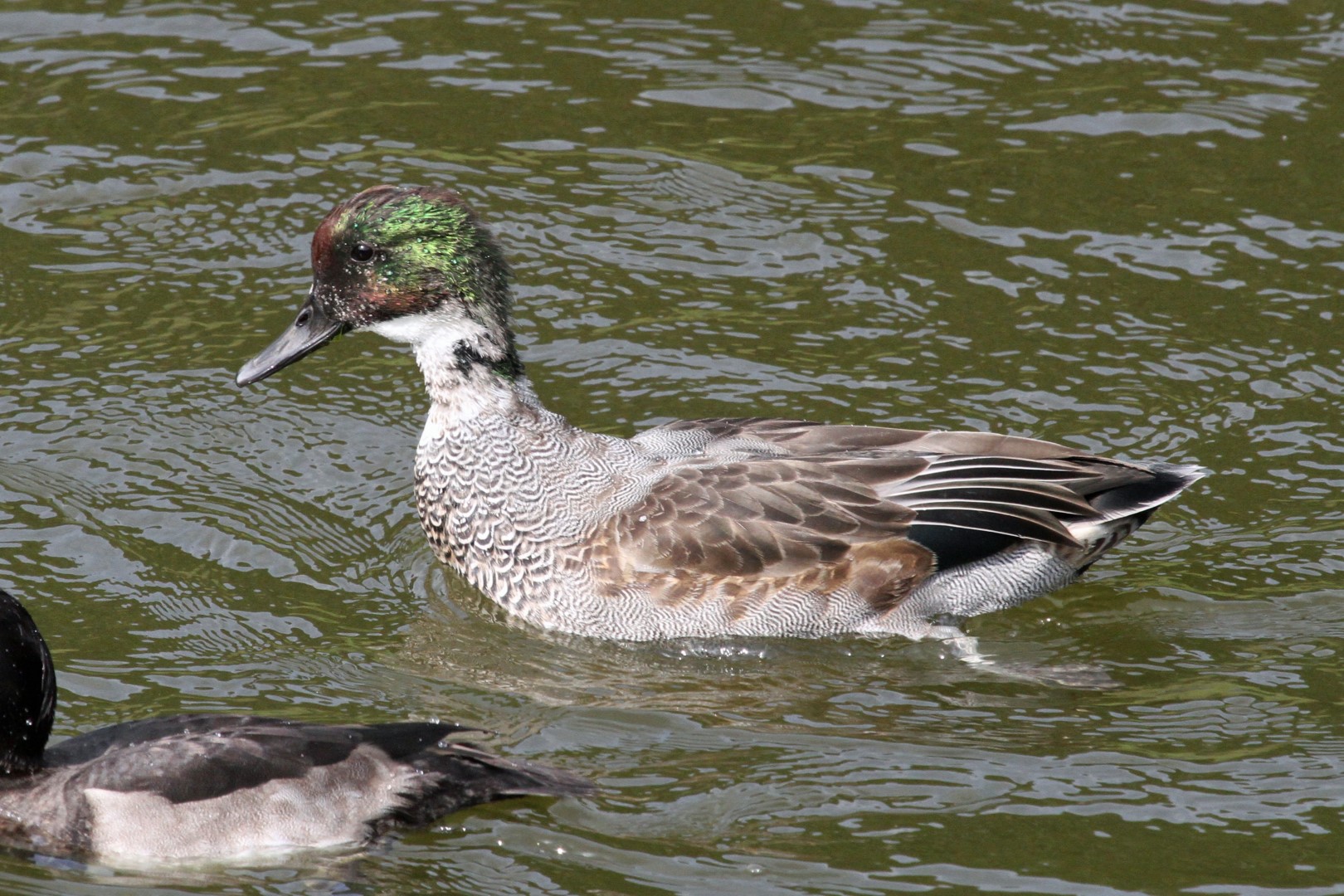 Falcated Duck