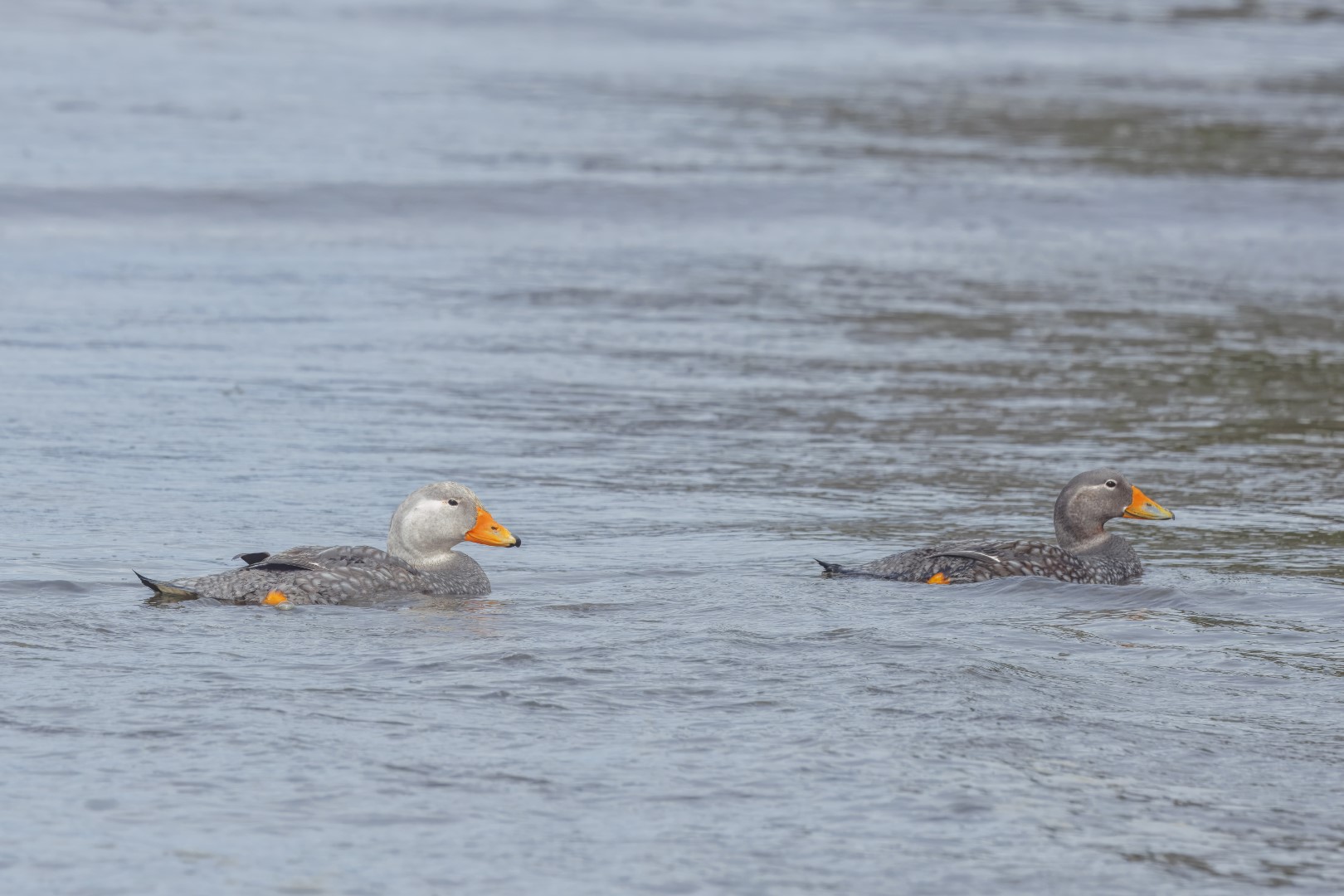 Falkland steamer duck