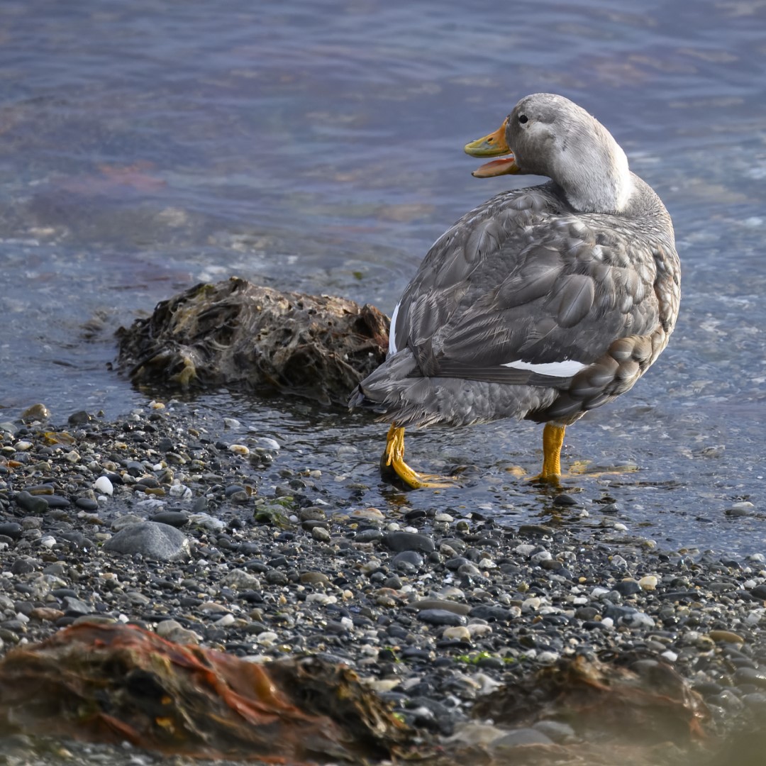 Falkland steamer duck