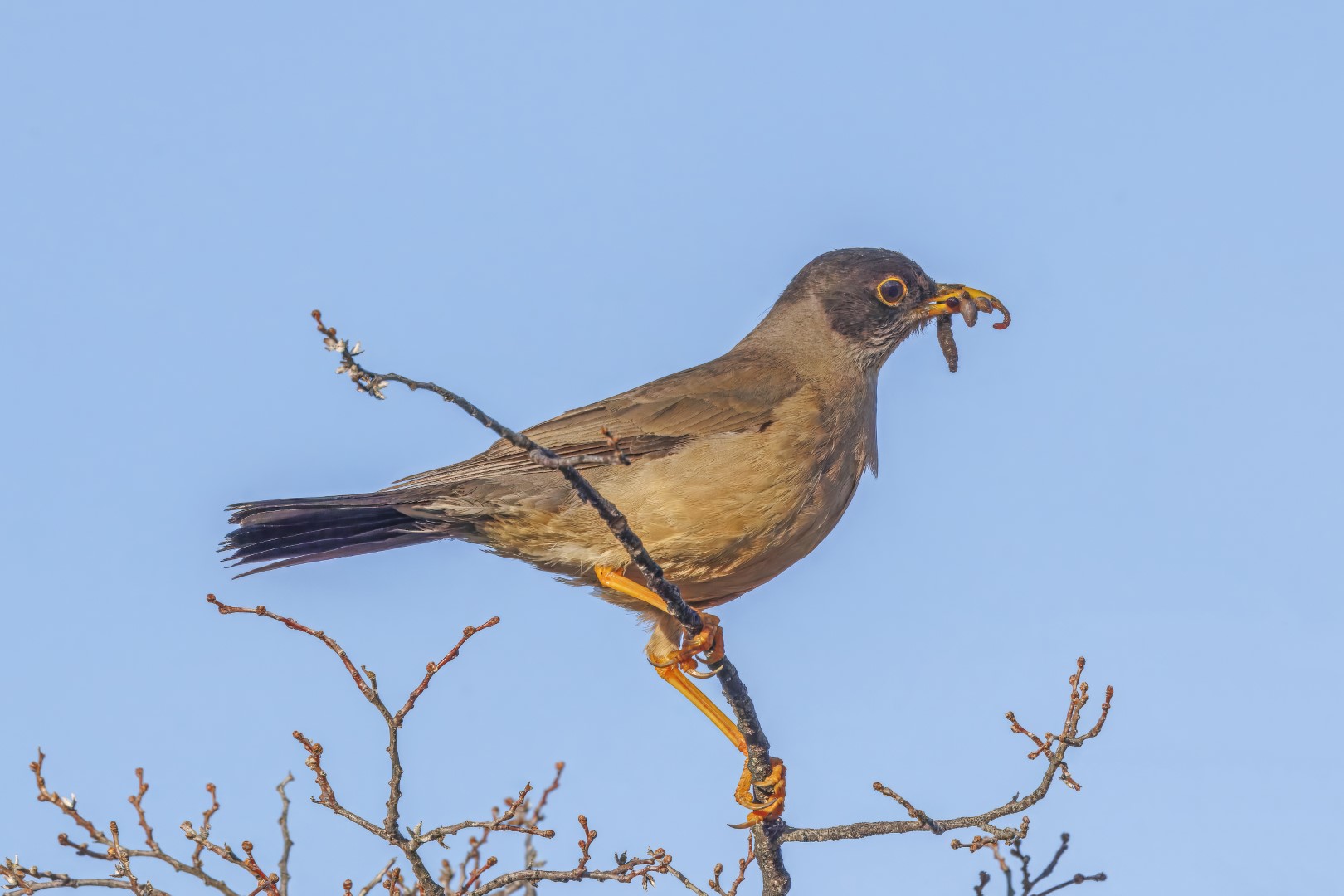 Falkland thrush