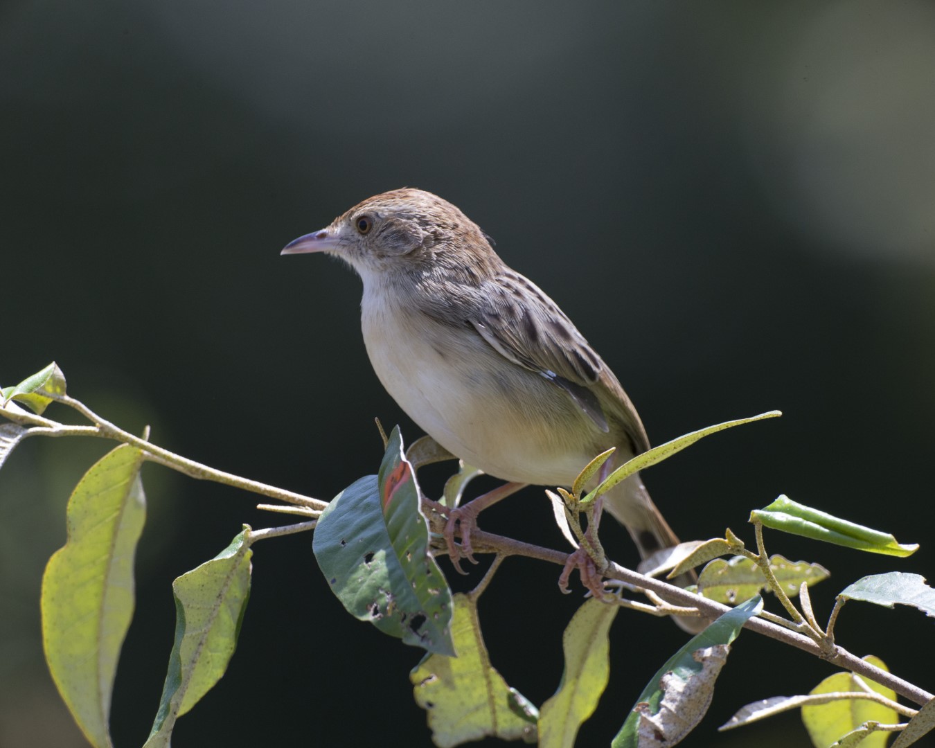 Fan-tailed Cisticola