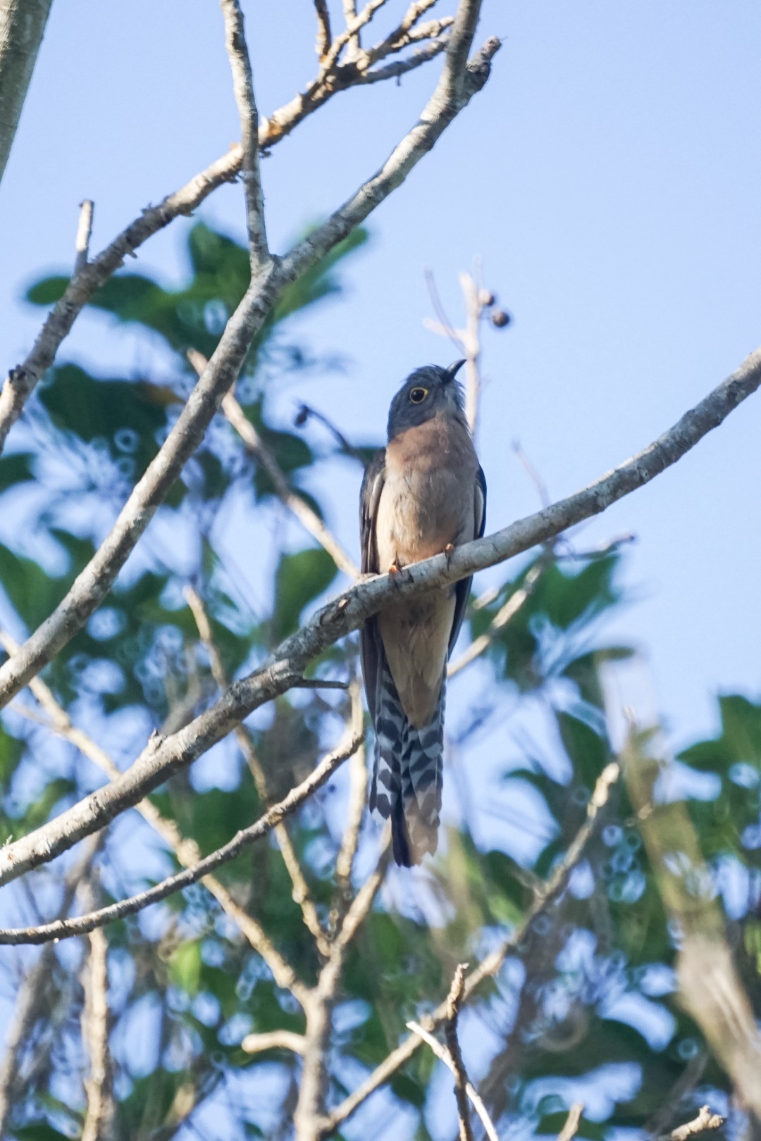 Fan-tailed Cuckoo