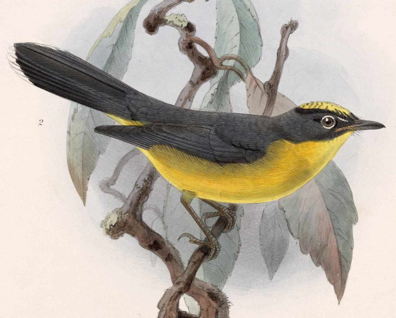 Fan-tailed Warbler
