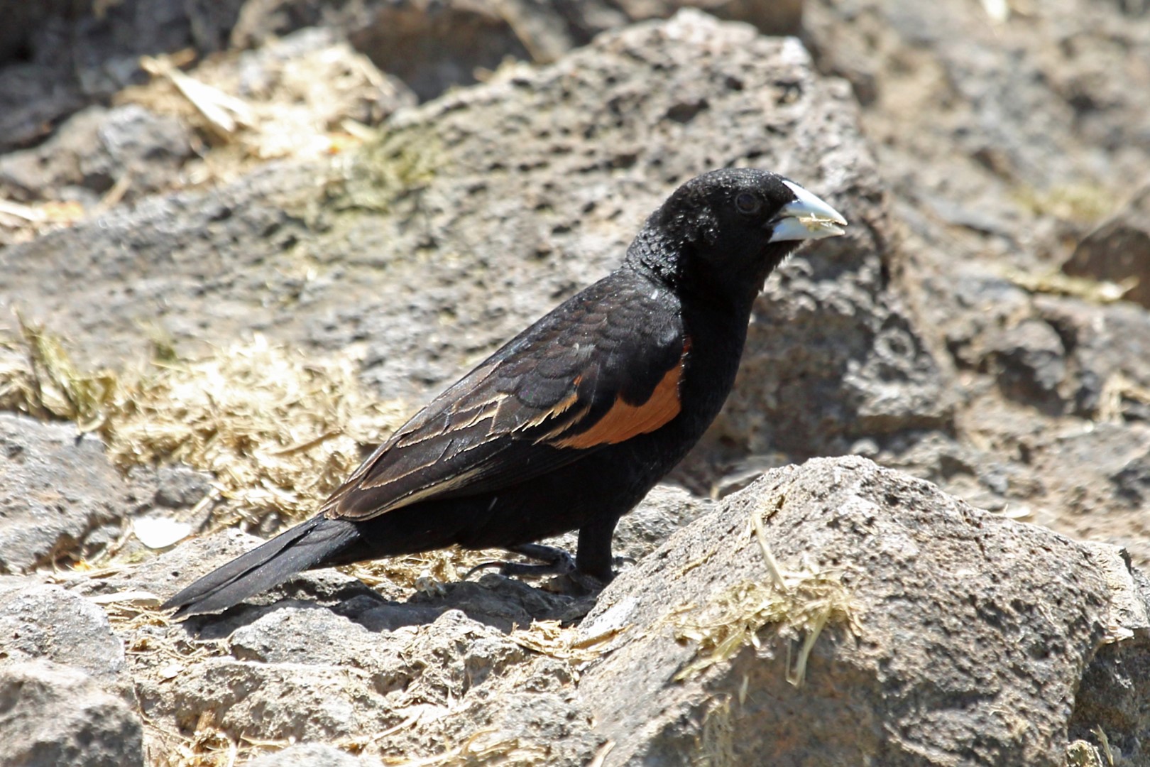 Fan-tailed Widowbird