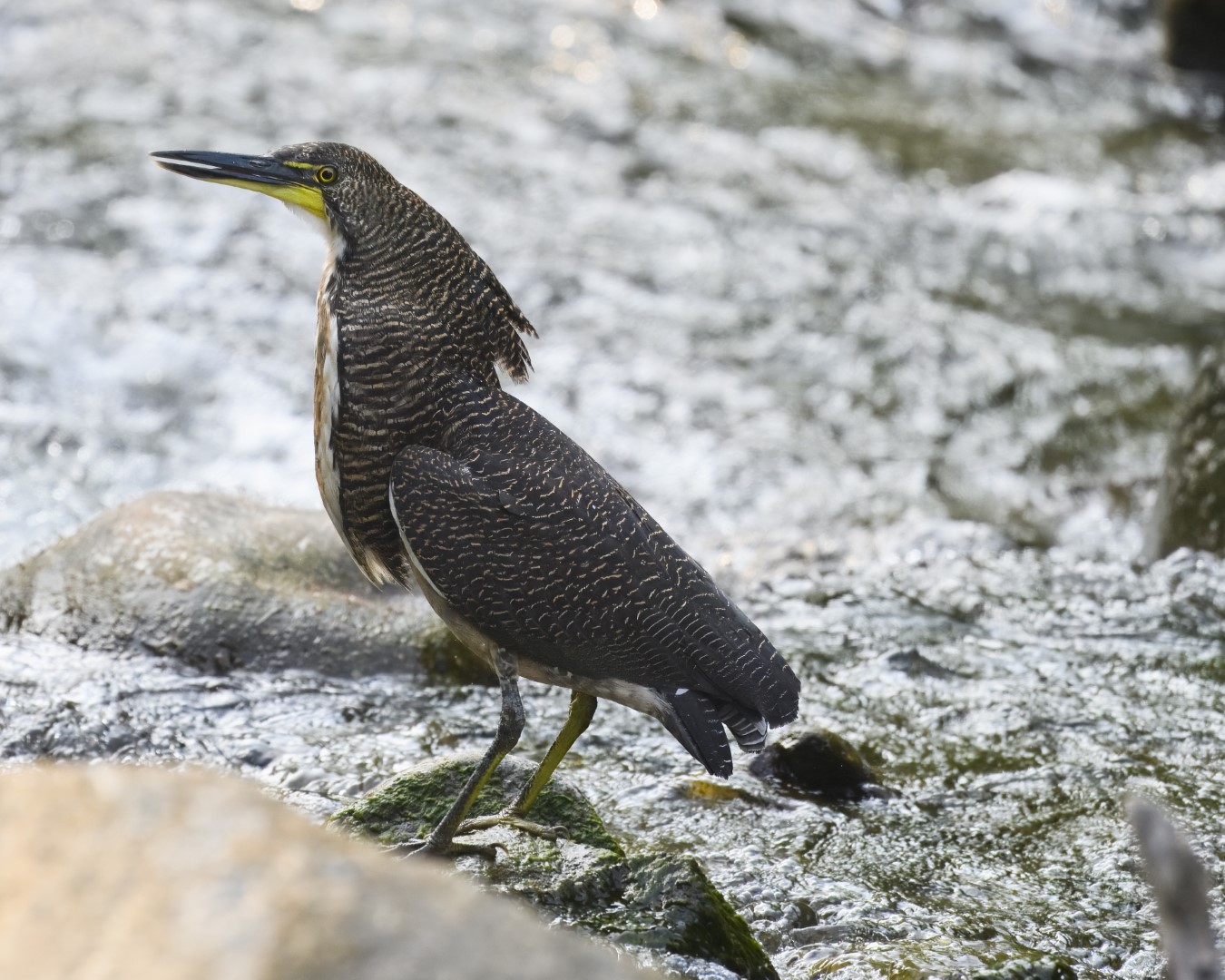 Fasciated Tiger-Heron