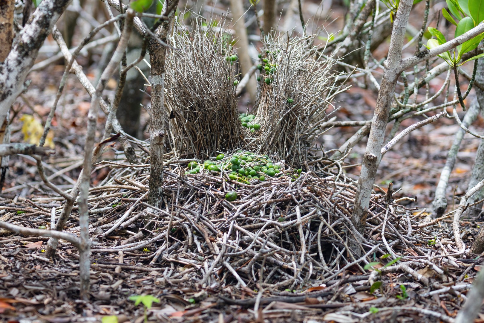 Fawn-breasted Bowerbird