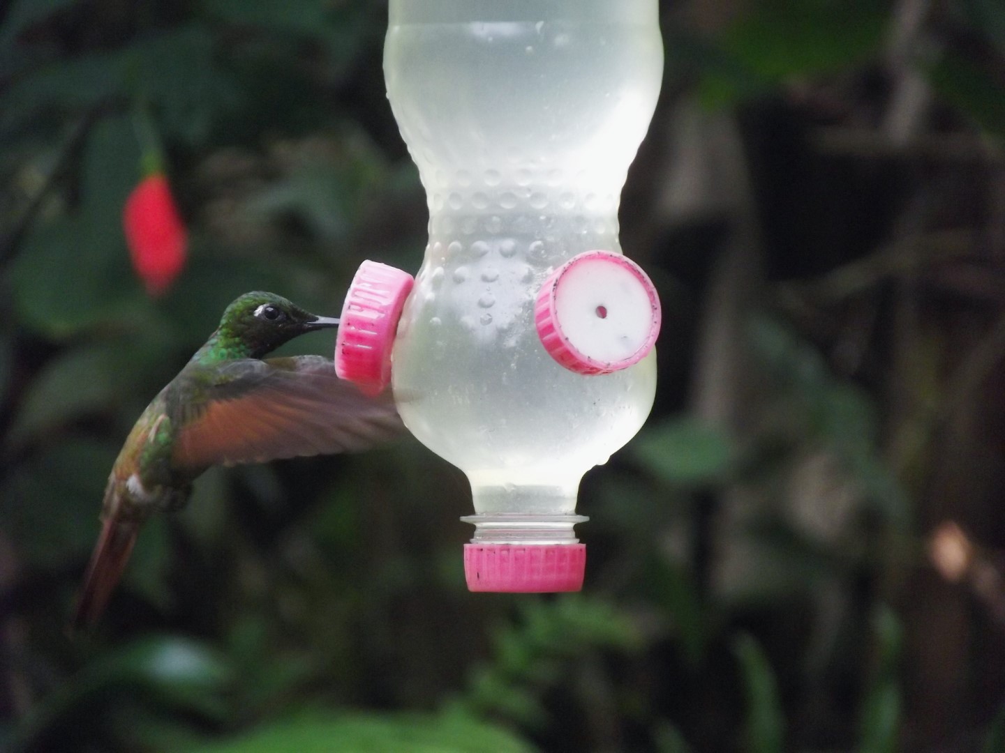 Fawn-breasted Brilliant