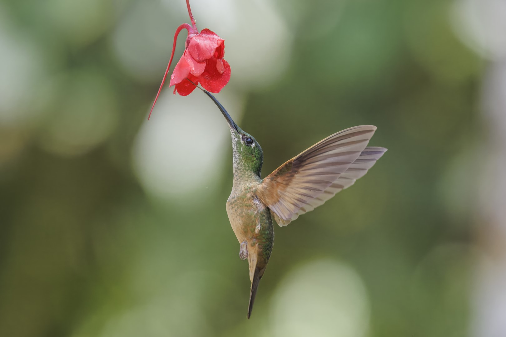 Fawn-breasted Brilliant