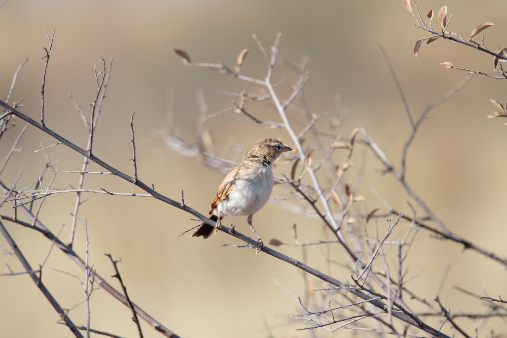 Fawn-colored Lark
