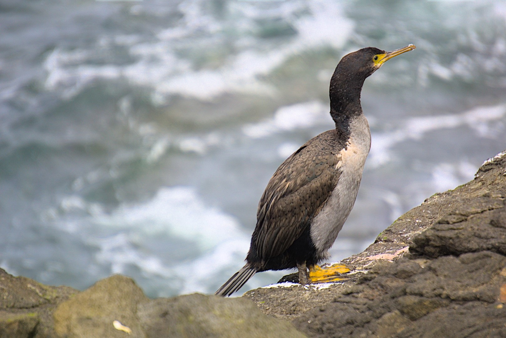 Featherstone's Shag