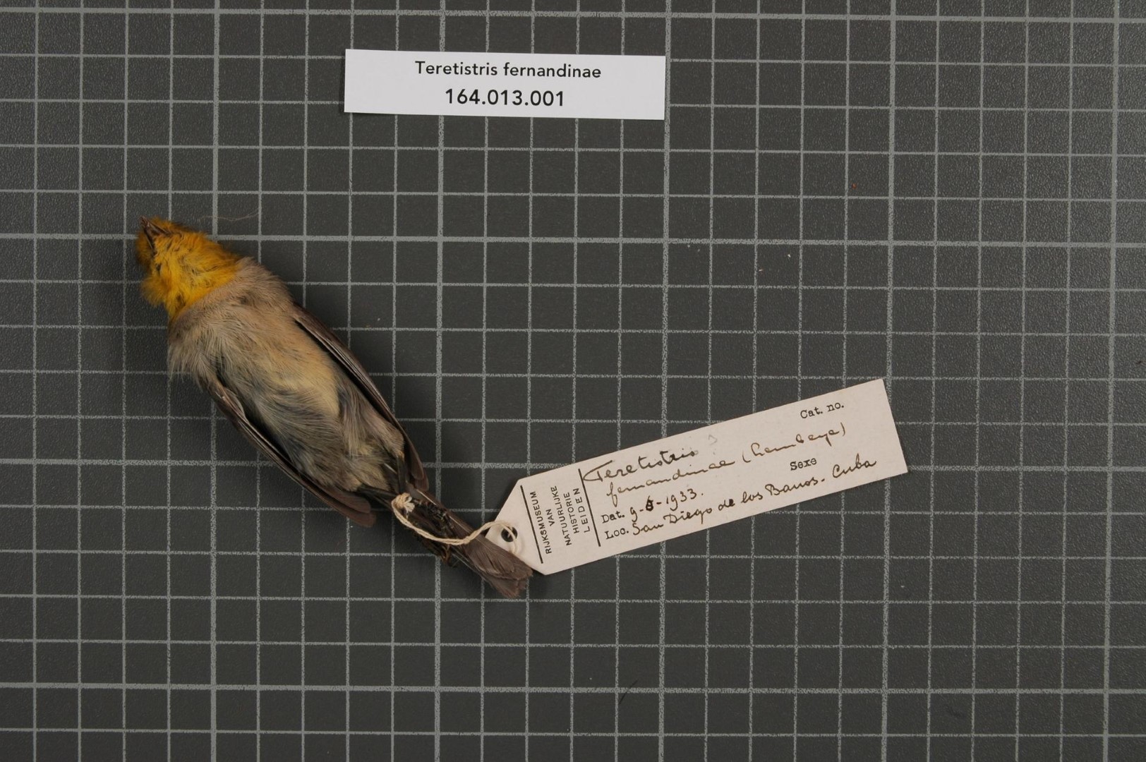 Fernandina's Flicker