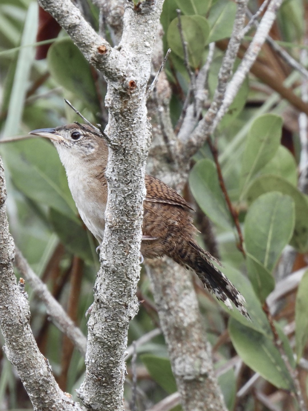 Ferninand's Babbler