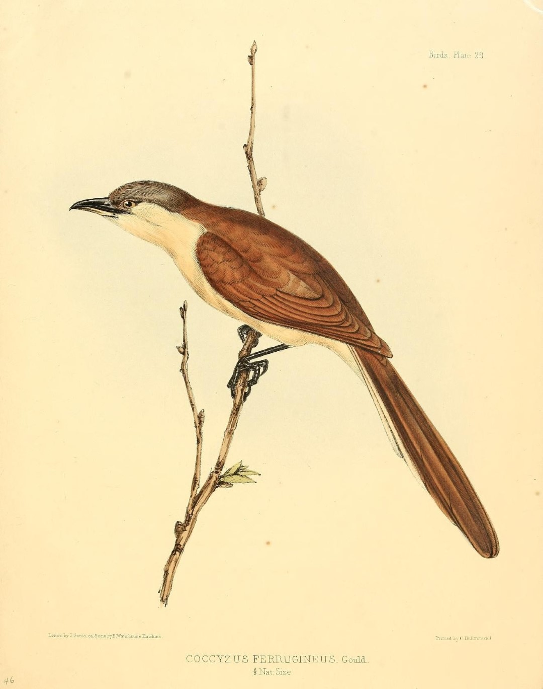 Ferruginous Cuckoo