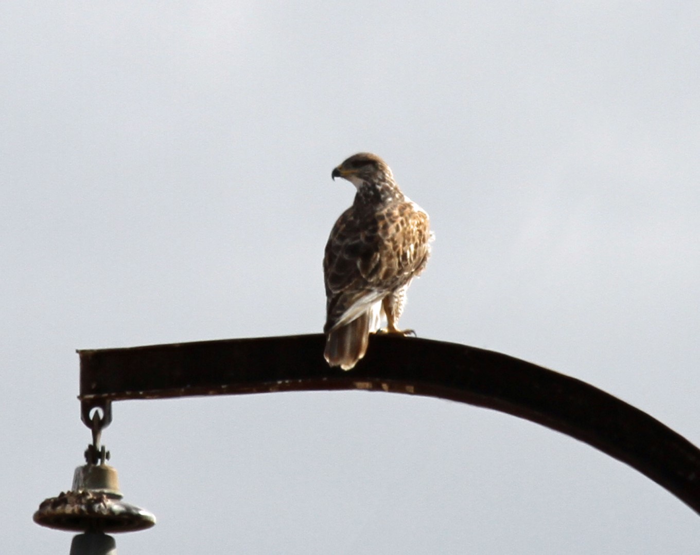 Ferruginous Hawk