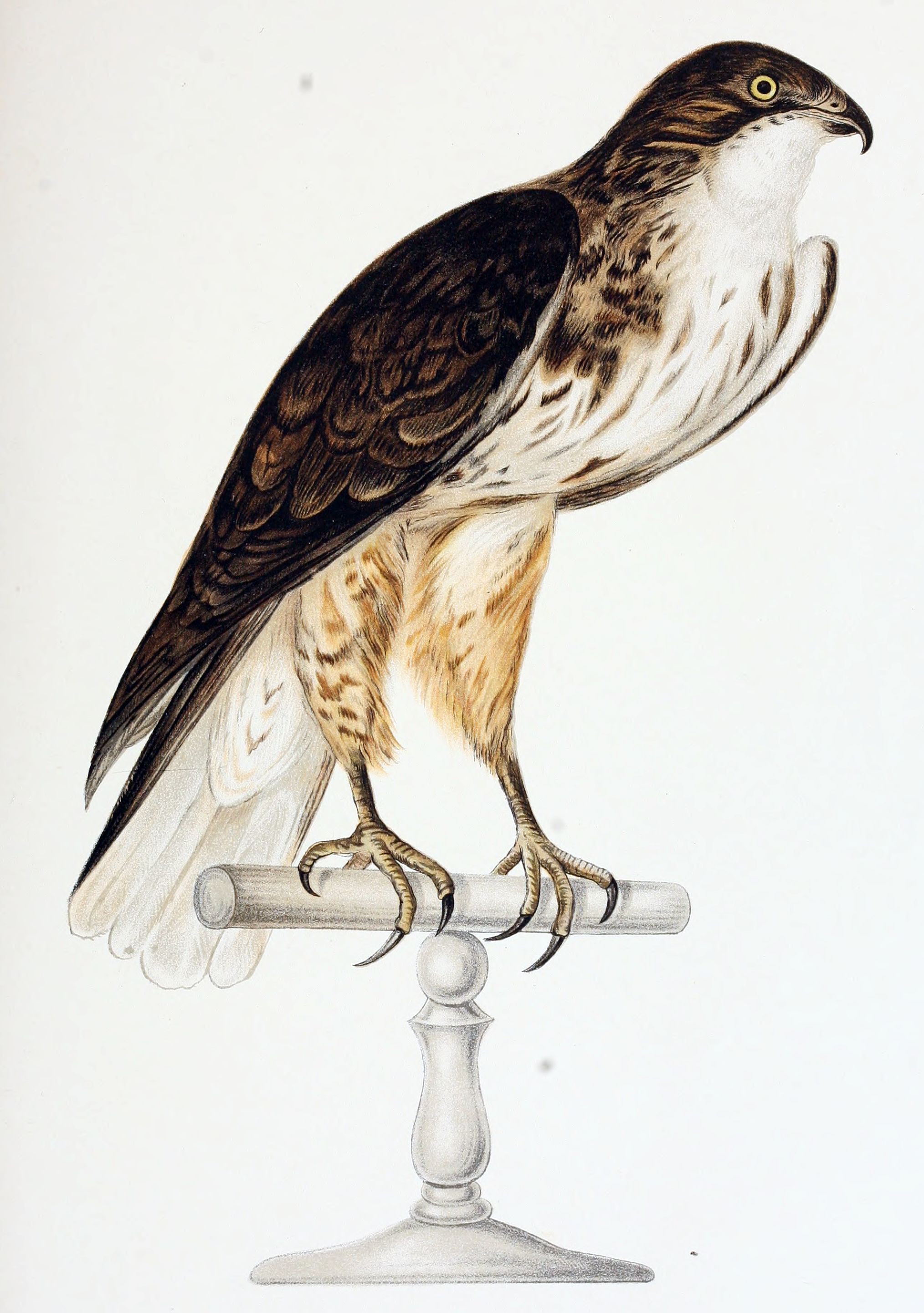 Ferruginous Hawk