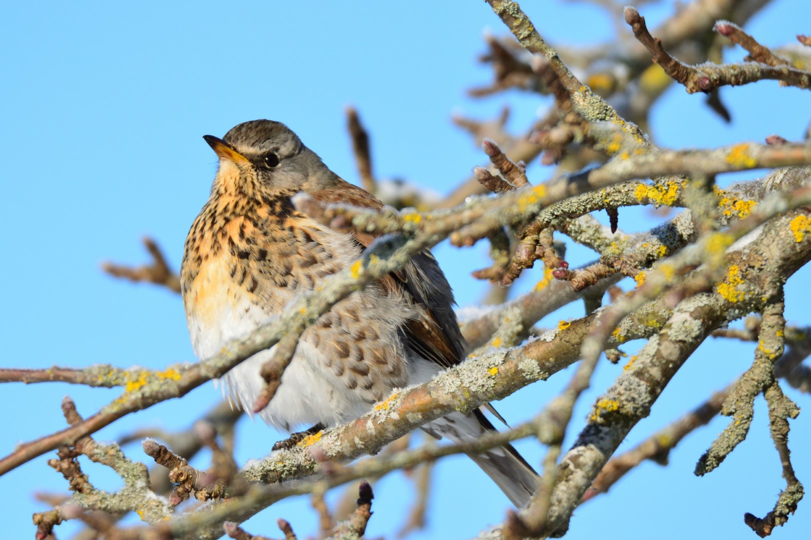 Fieldfare