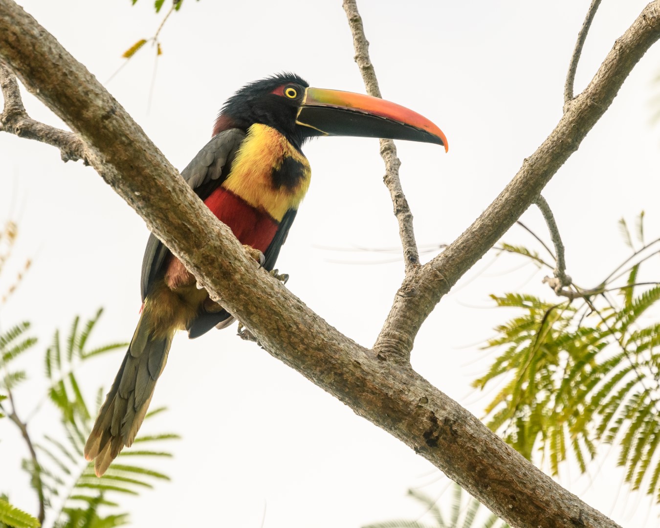 Fiery-billed aracari