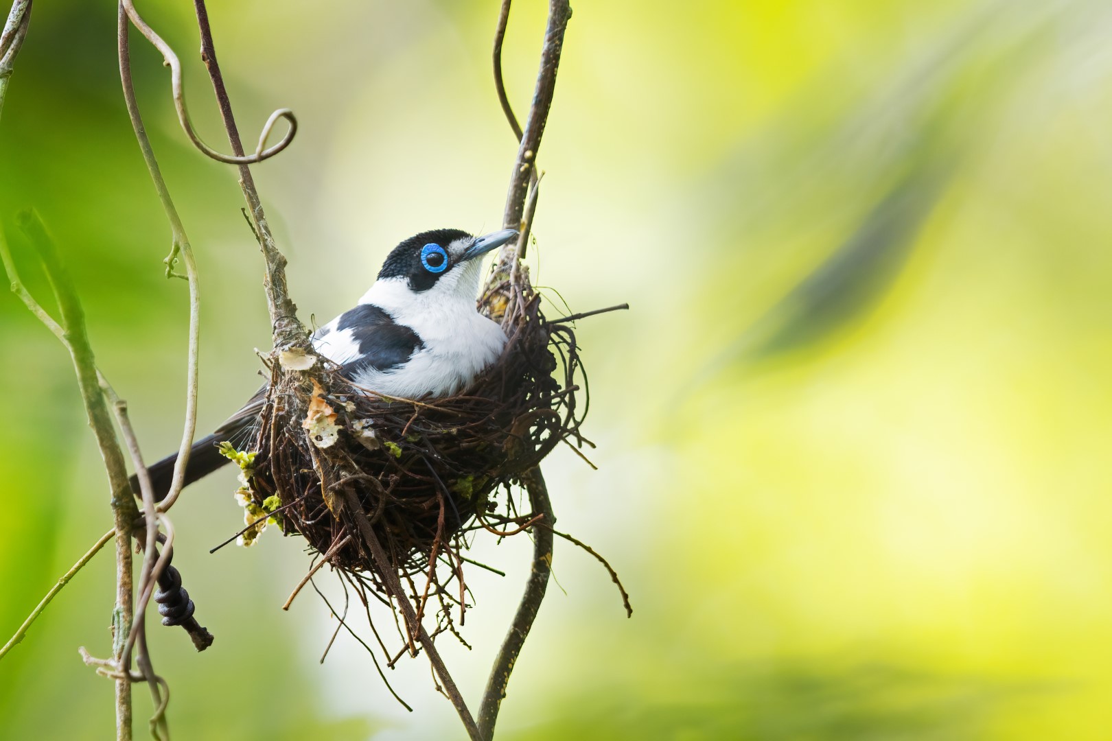 Fiery-browed Starling