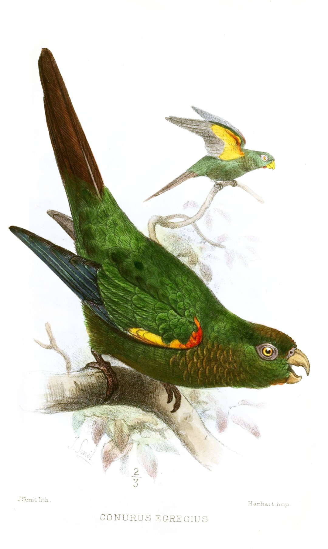 Fiery-shouldered Conure