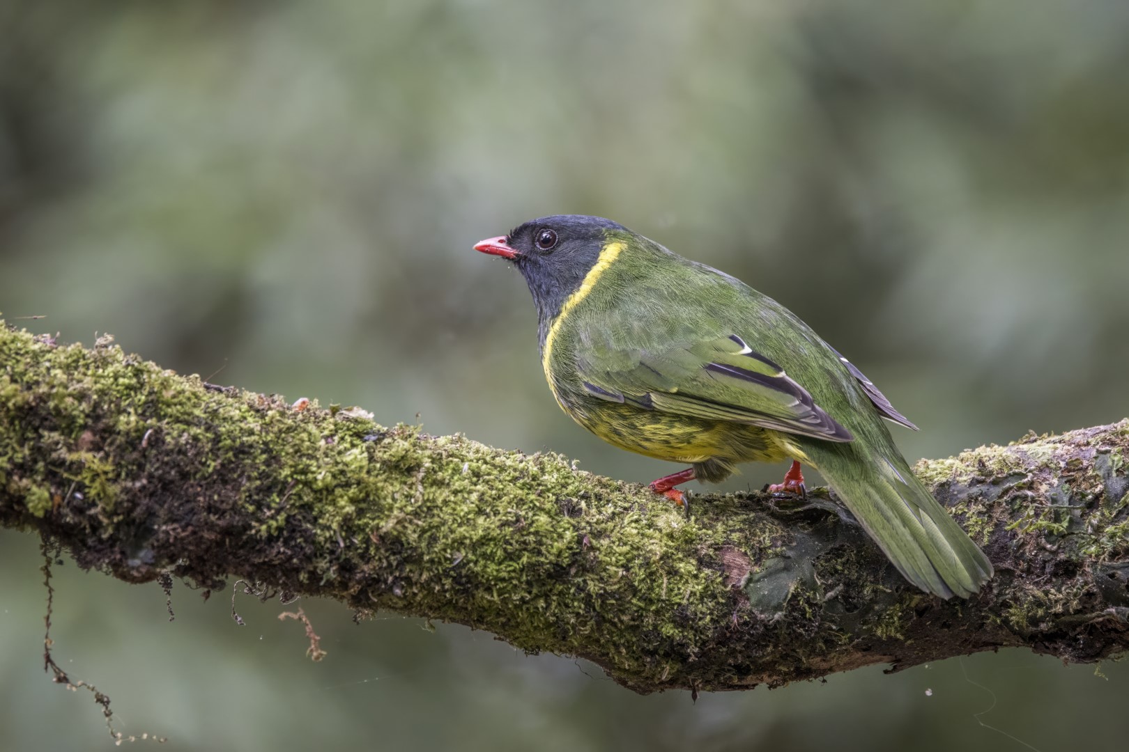 Fiery-throated Fruiteater