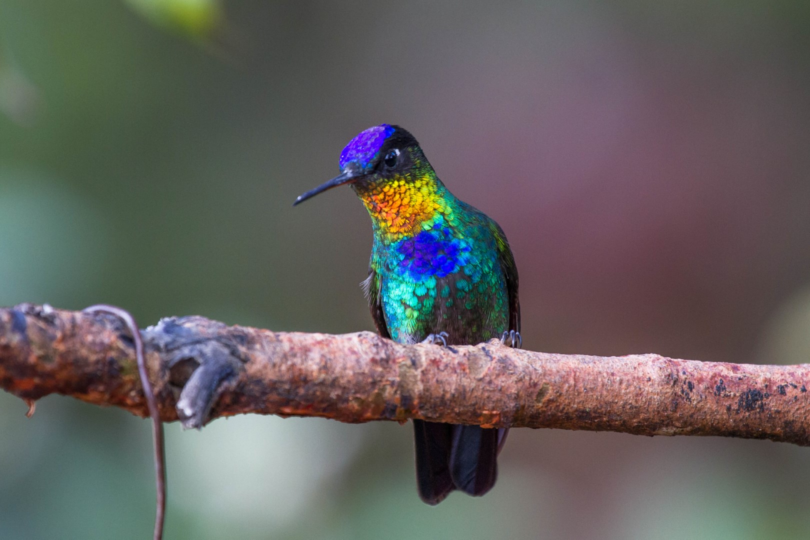Fiery-throated Hummingbird