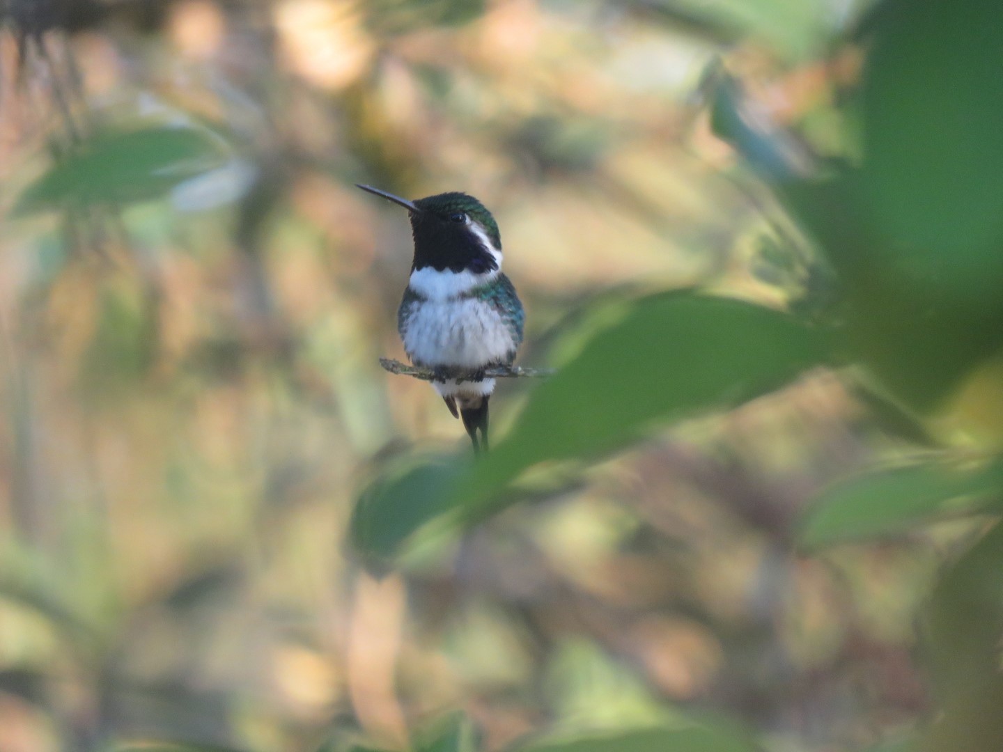 Fiery-throated Hummingbird