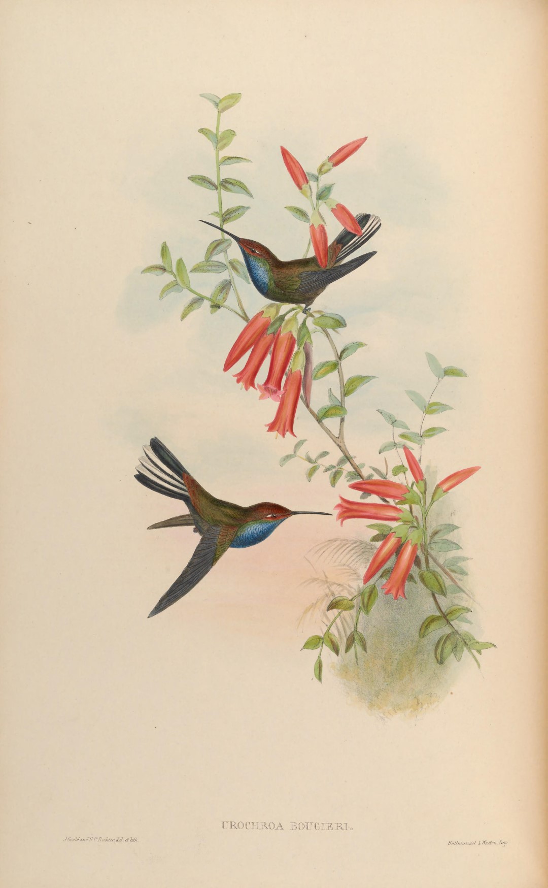 Fiery-throated Hummingbird