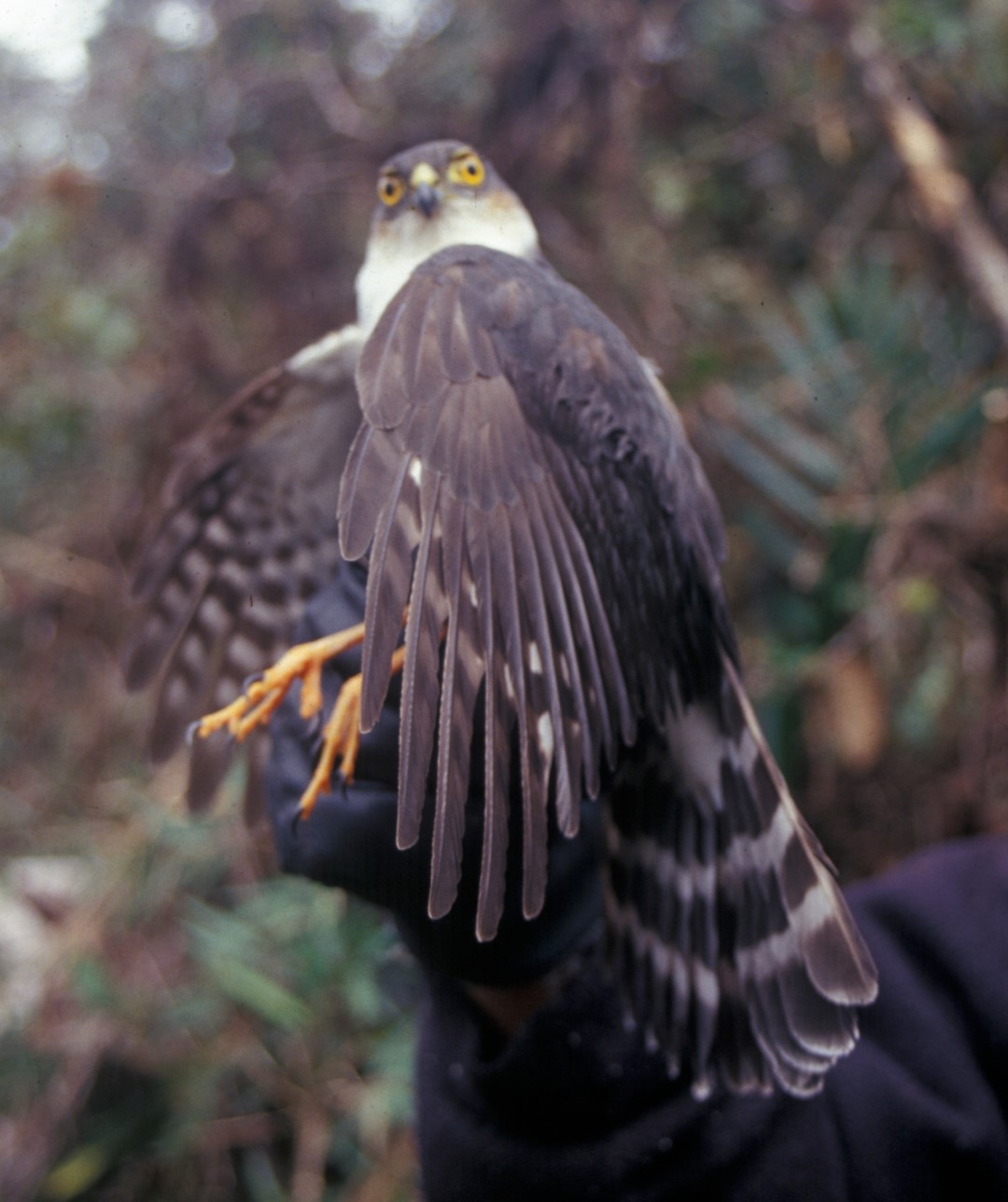 Fiji Goshawk