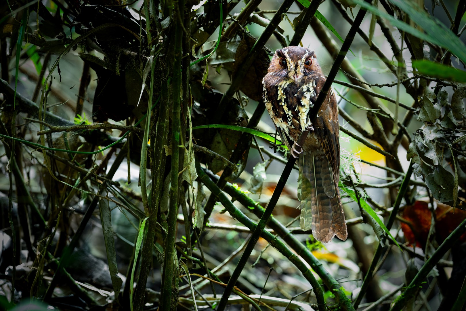 Fiji owlet-nightjar