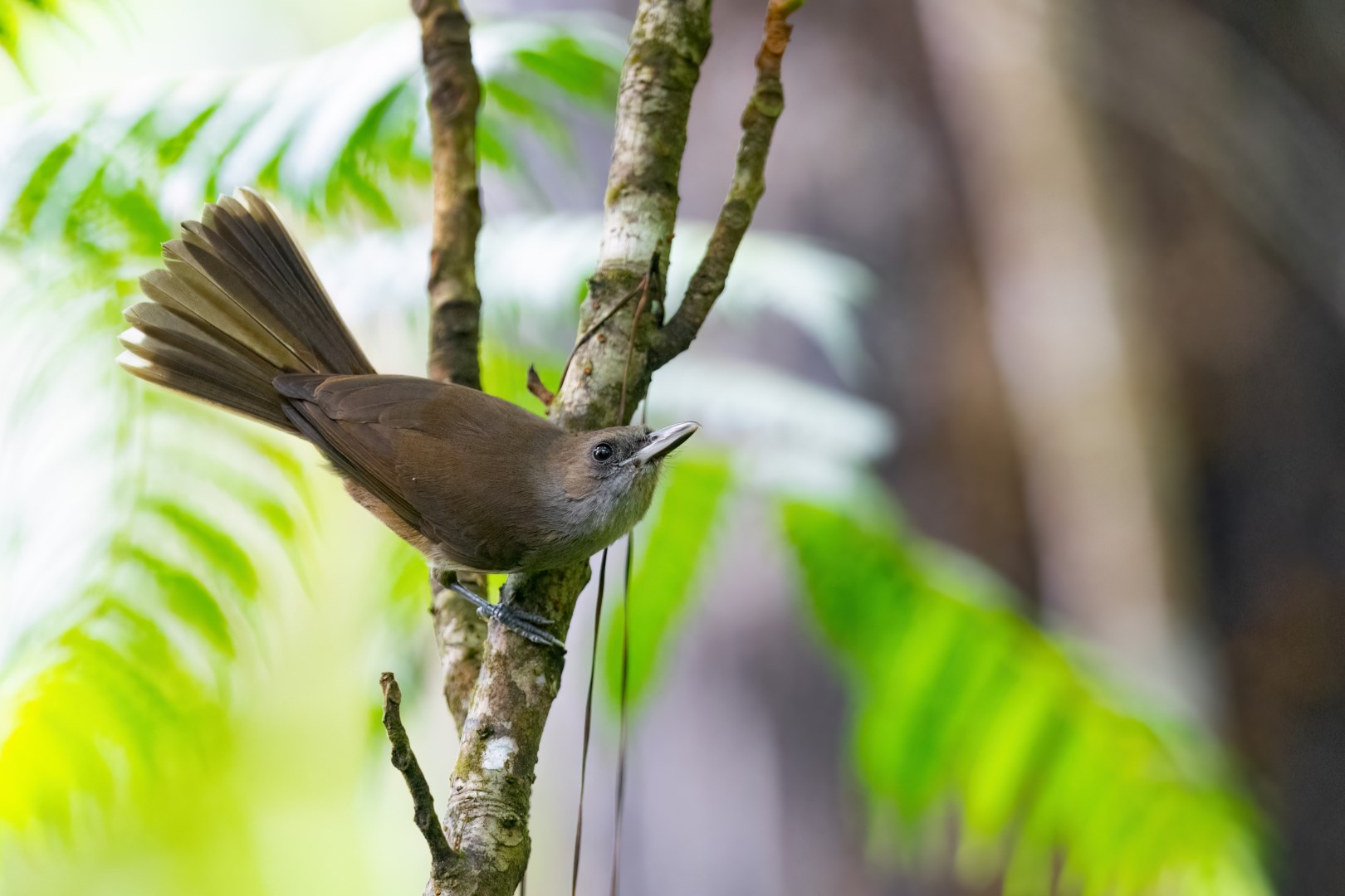 Fiji Shrikebill
