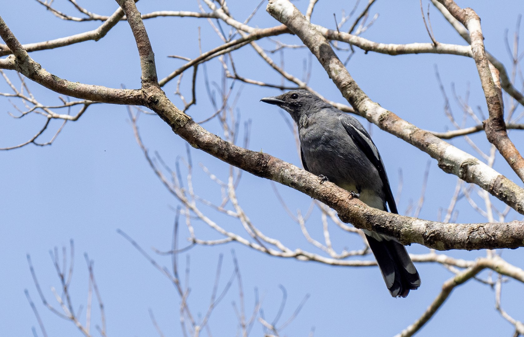 Fiji Wattled Honeyeater