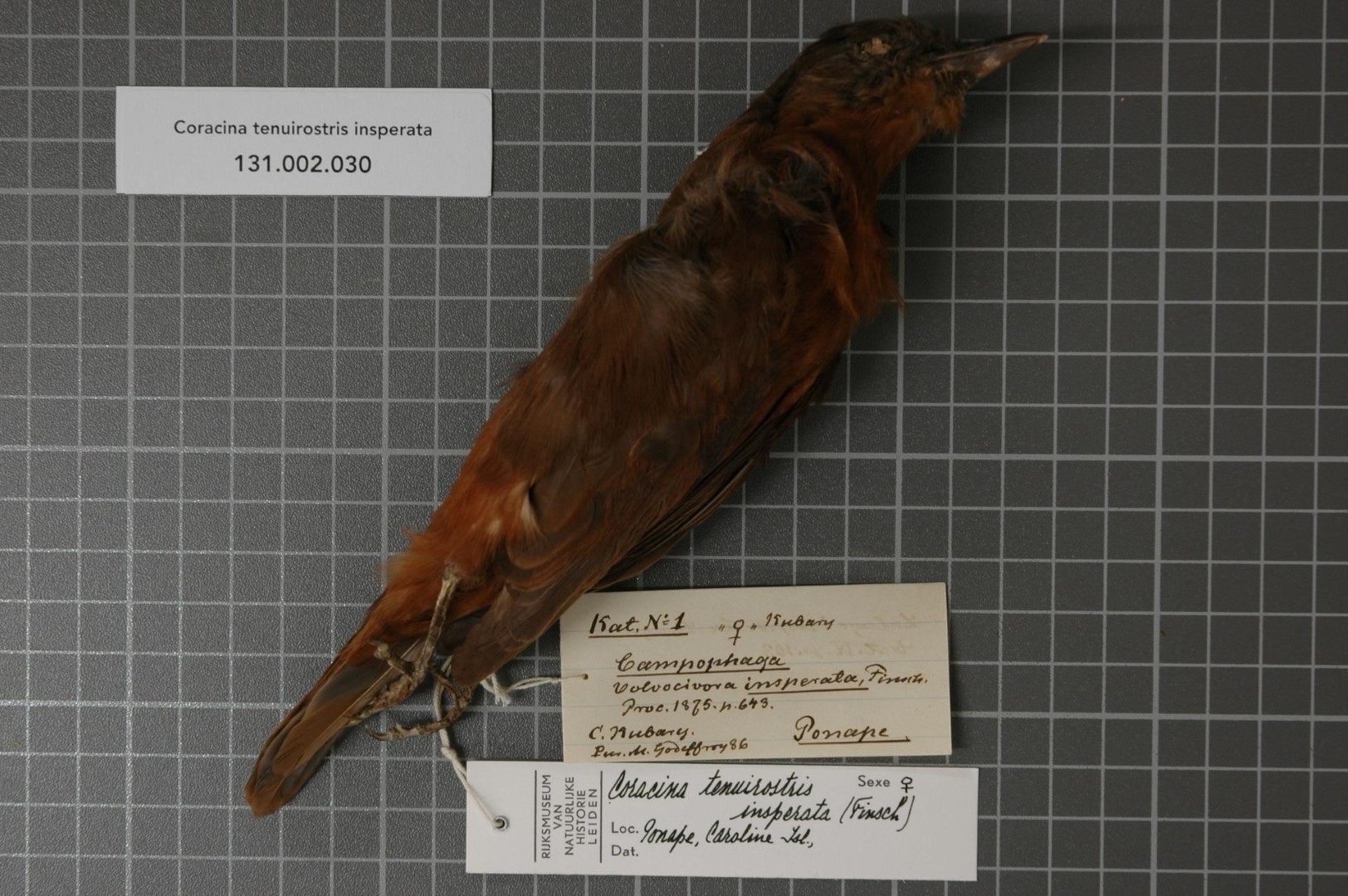 Fiji Wattled Honeyeater