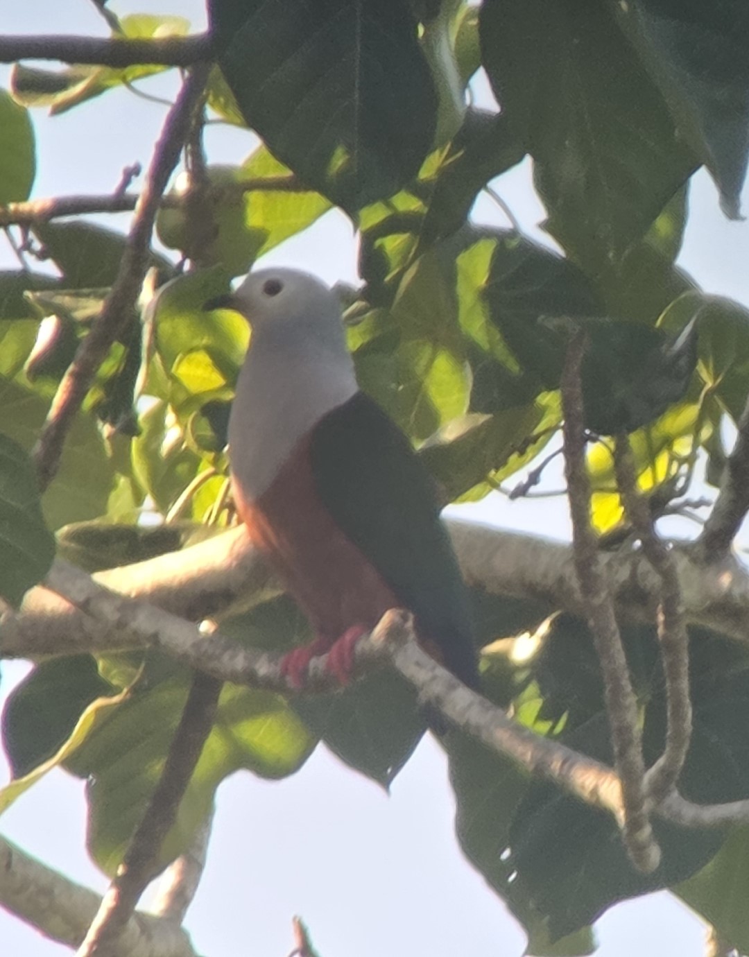 Finsch's Imperial Pigeon