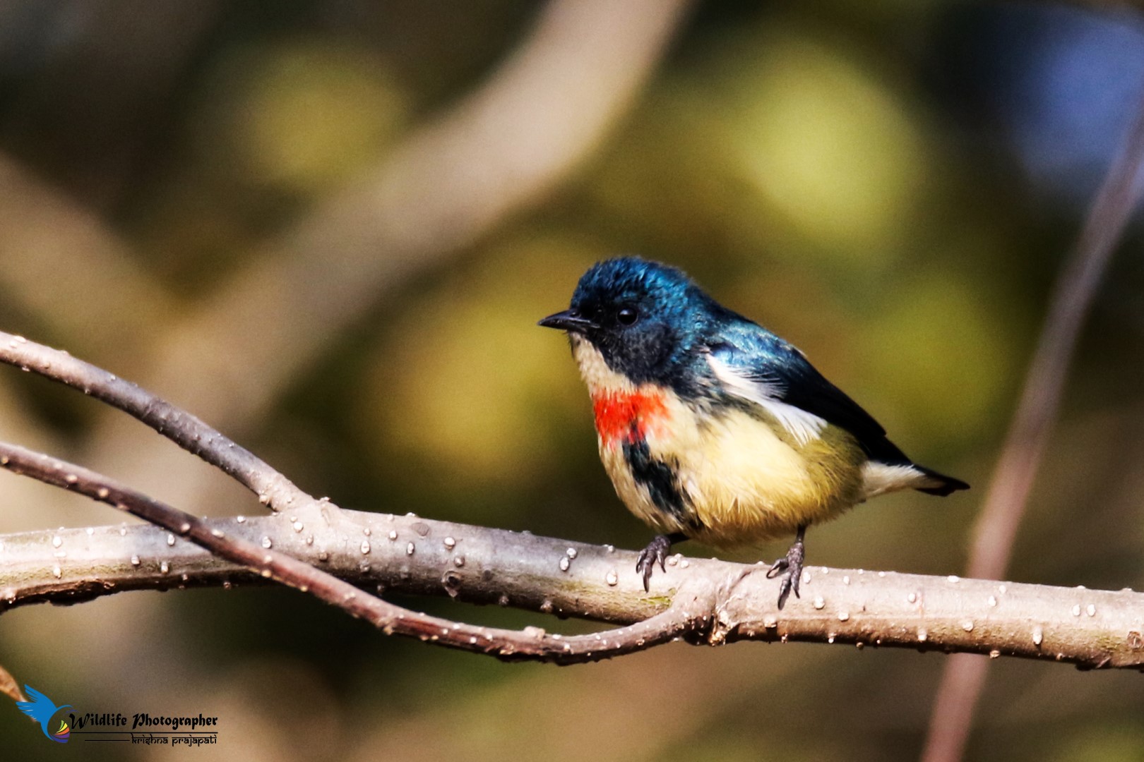 Fire-breasted Flowerpecker