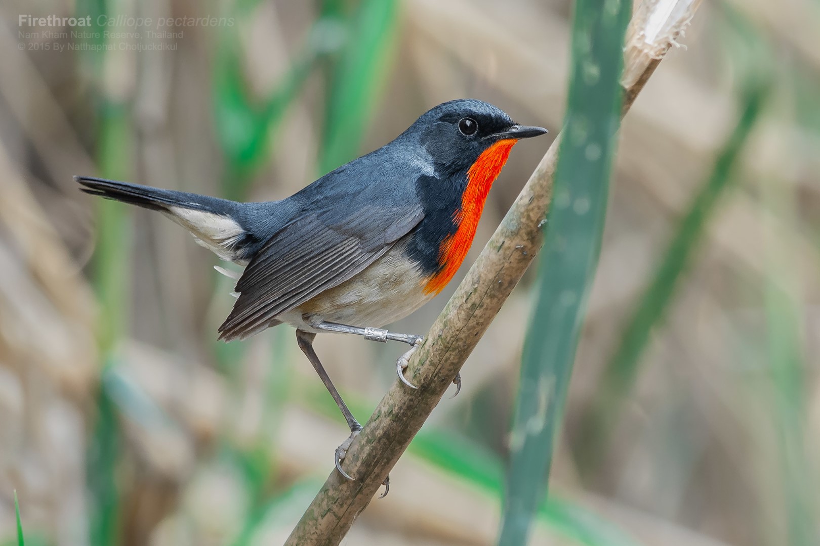 Fire-throated Flowerpiercer
