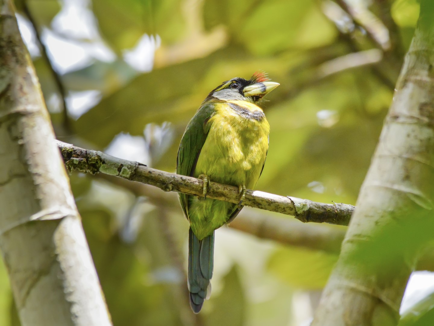 Fire-tufted barbet