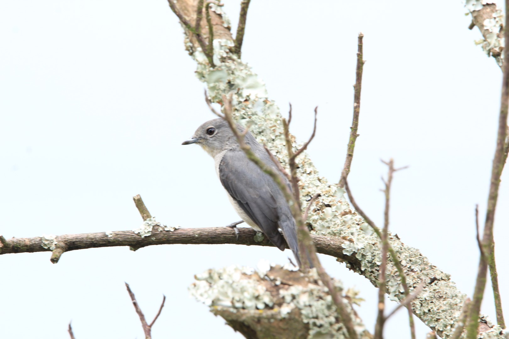Fischer's Flycatcher