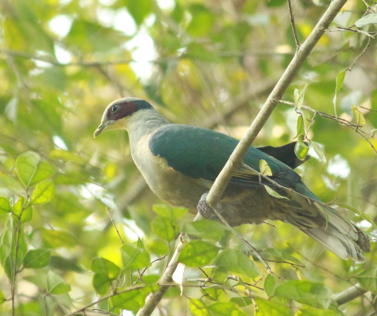 Fischer's Fruit Dove
