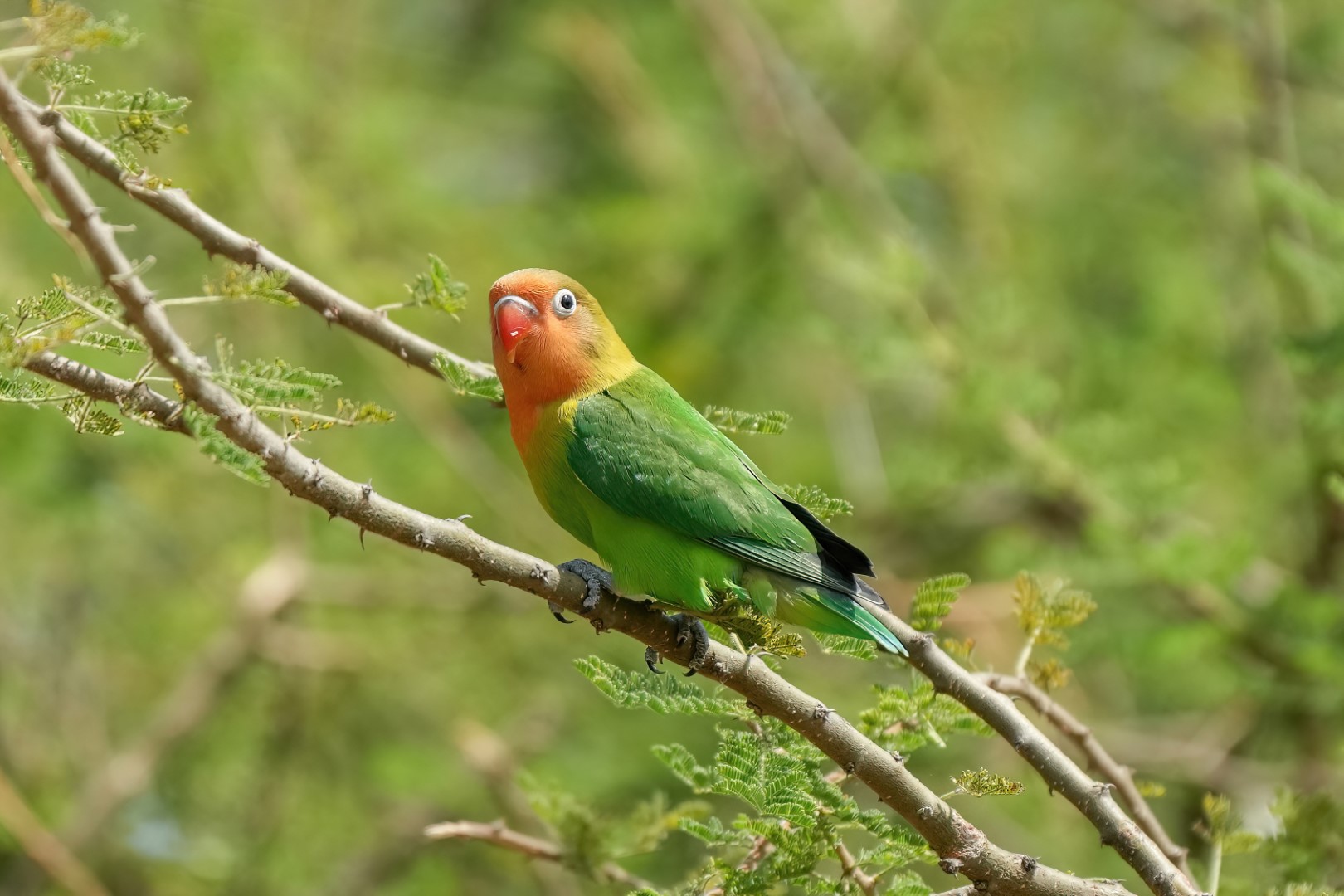 Fischer's Lovebird
