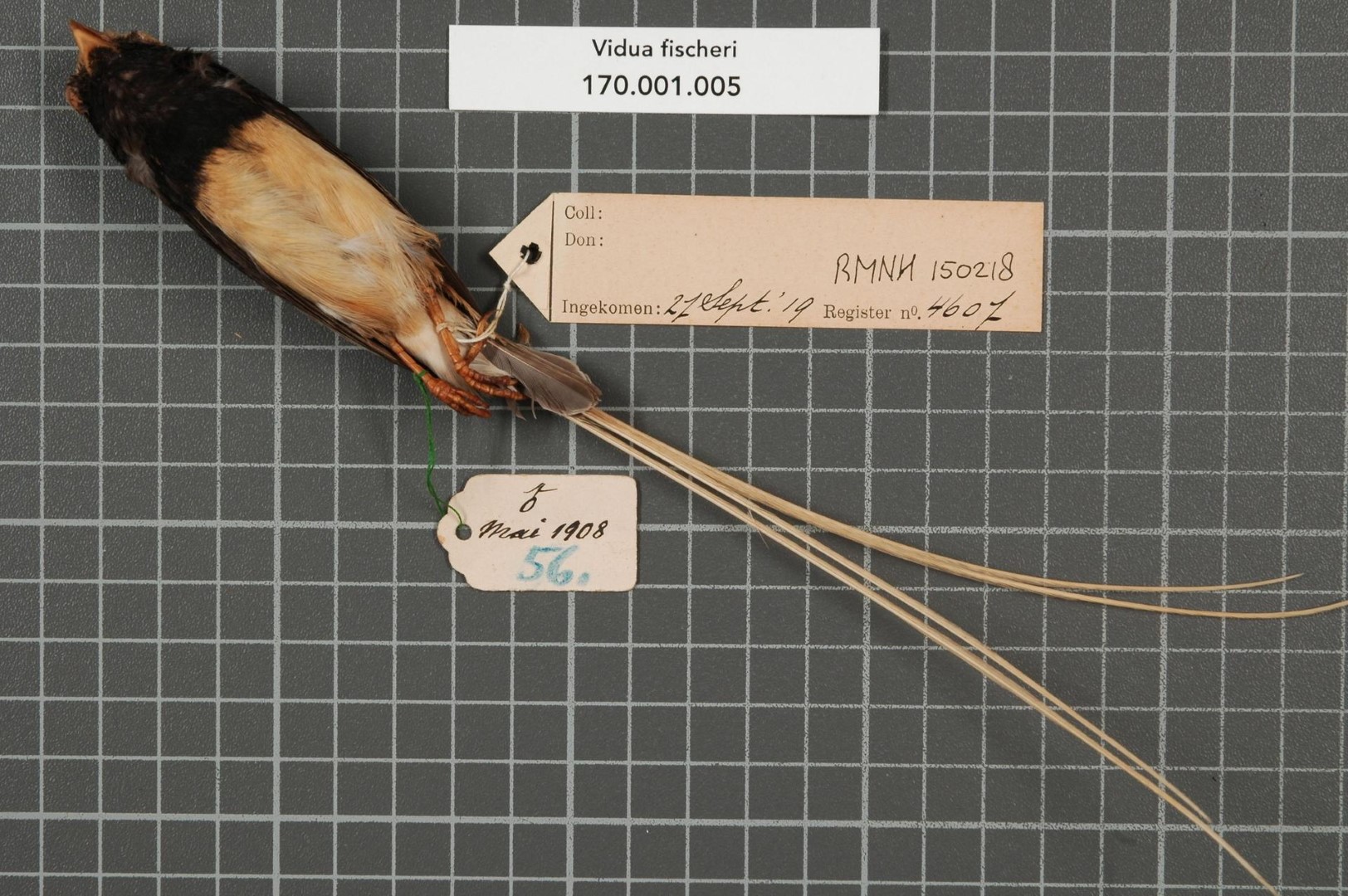 Fischer's Paradise Whydah