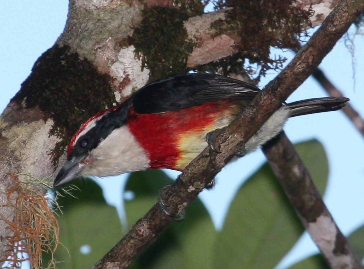 Fitzpatrick's barbet