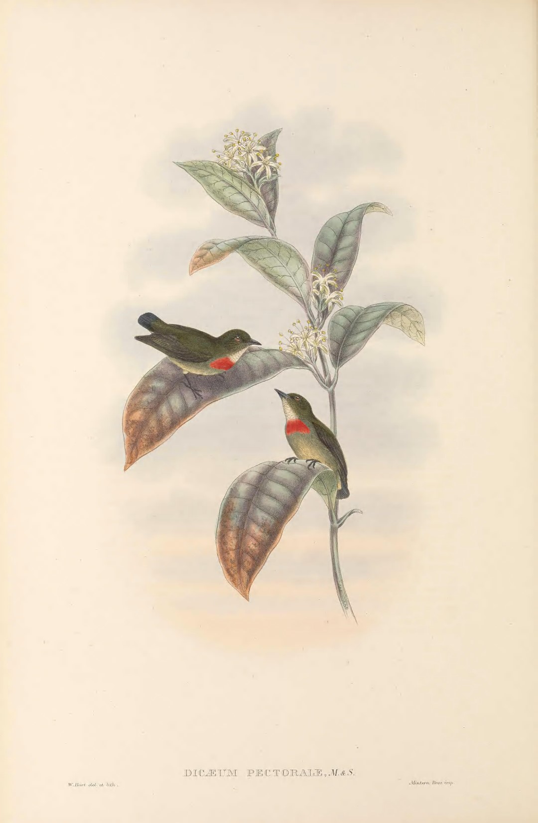 Flame-breasted Flowerpecker