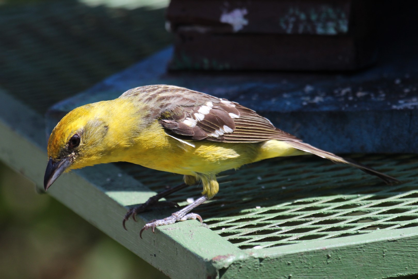 Flame-colored Tanager