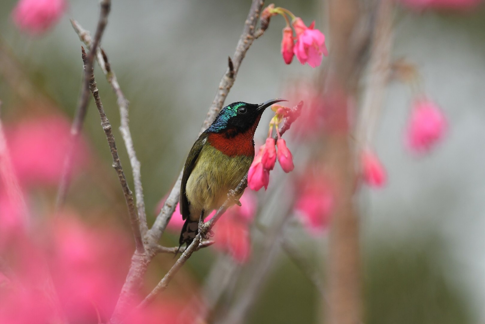 Flame-crowned Sunbird